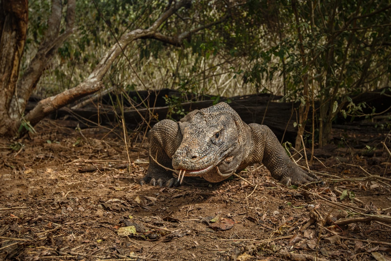 KOMODO-ISLAND