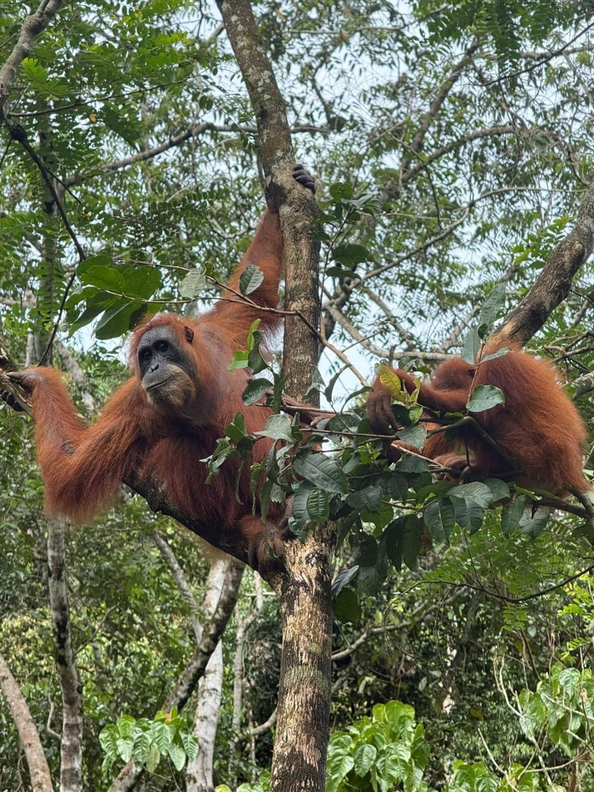 Bukit Lawang Tips