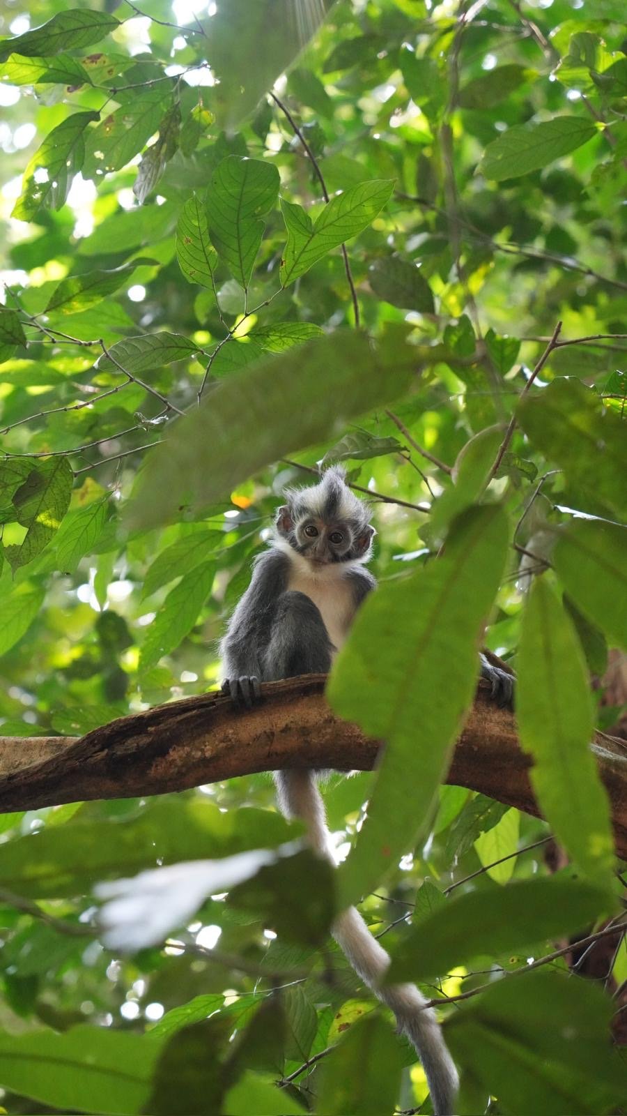 Bukit Lawang Jungle Trekking