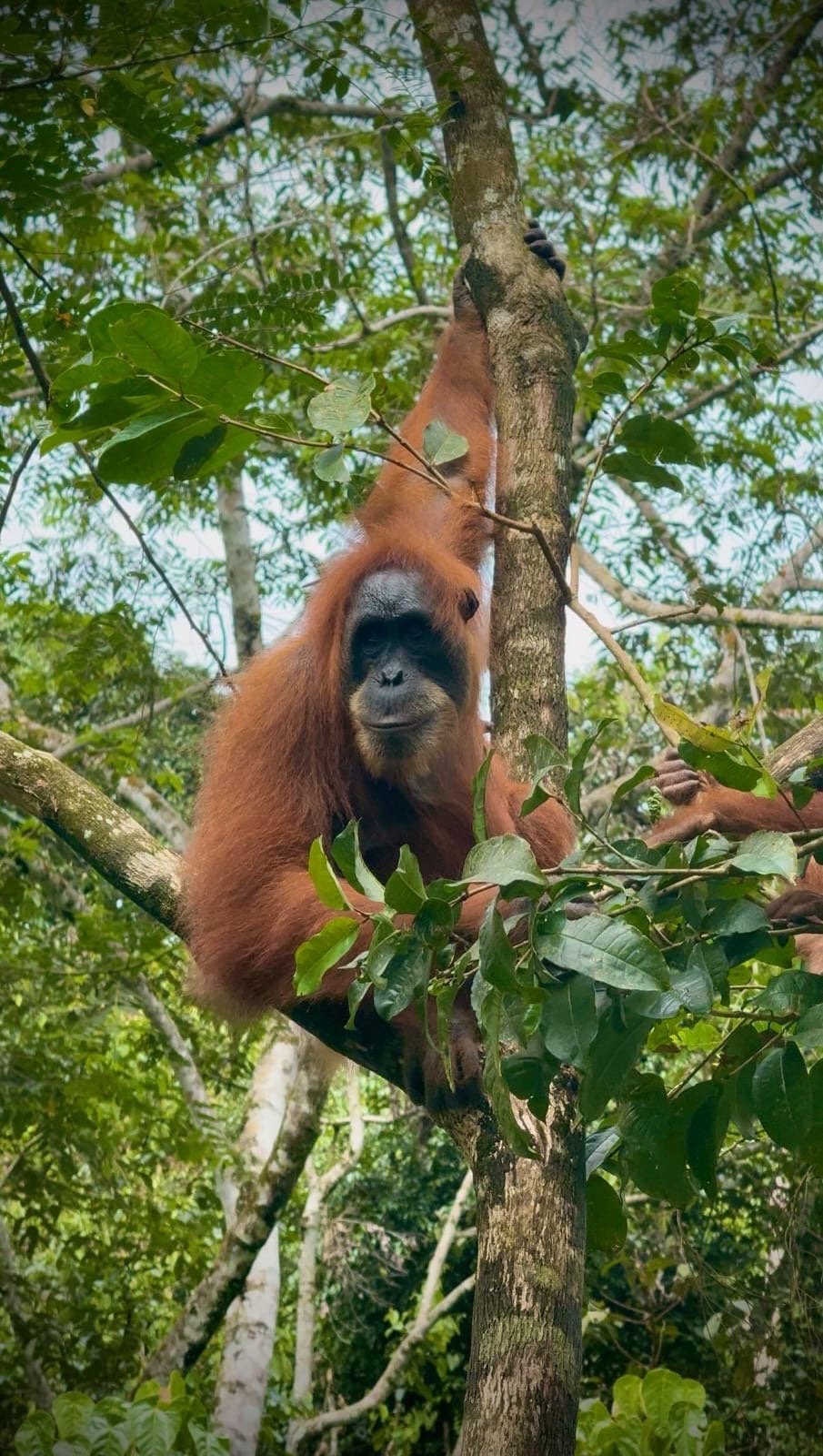 Hikers trekking through the Bukit Lawang rainforest during a 3 Days 2 Nights jungle adventure in Gunung Leuser National Park, Sumatra.