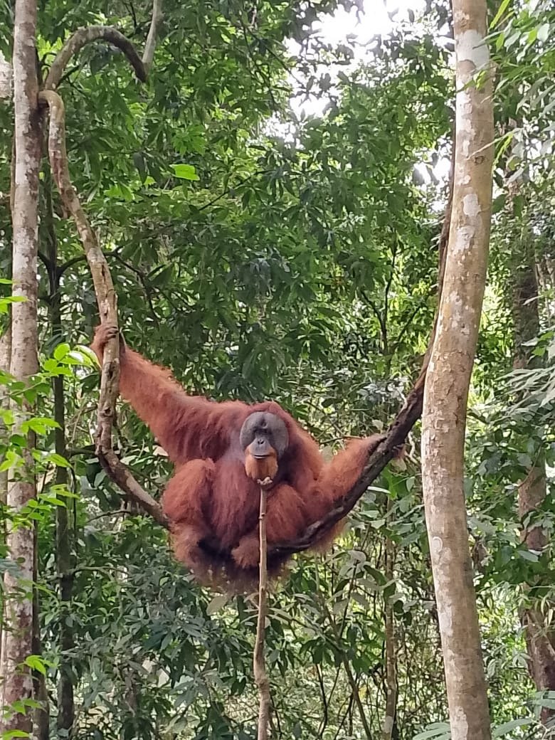 Travelers trekking through the Bukit Lawang rainforest, spotting wild Sumatran orangutans in Gunung Leuser National Park during a 2 Days 1 Night jungle adventure.
