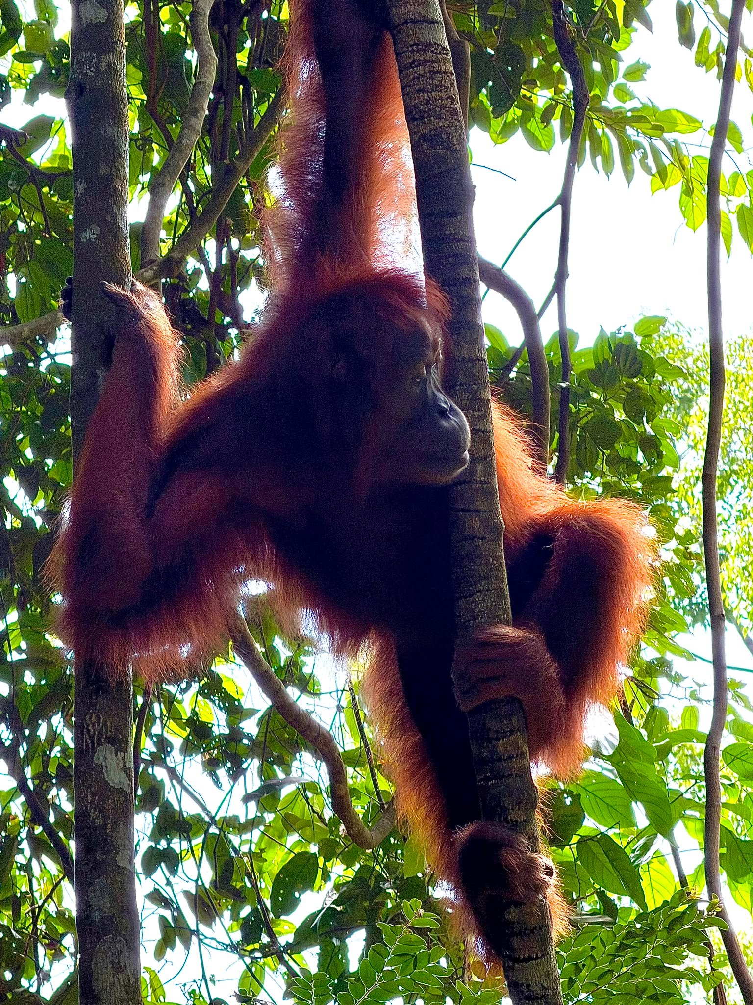 Travelers trekking through the Bukit Lawang rainforest, spotting wild Sumatran orangutans in Gunung Leuser National Park during a 2 Days 1 Night jungle adventure.
