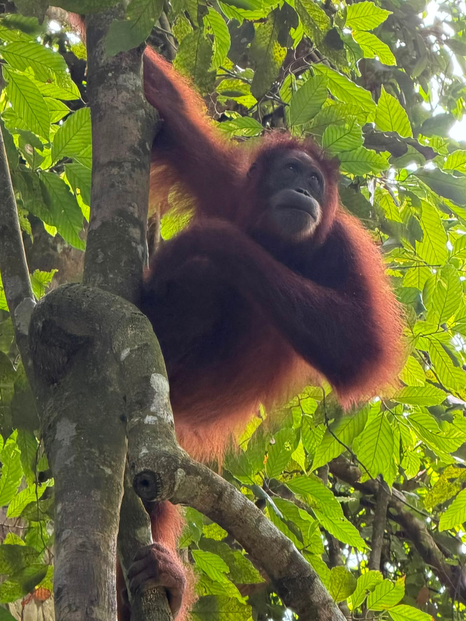 Travelers trekking through the Bukit Lawang rainforest, spotting wild Sumatran orangutans in Gunung Leuser National Park during a 2 Days 1 Night jungle adventure.