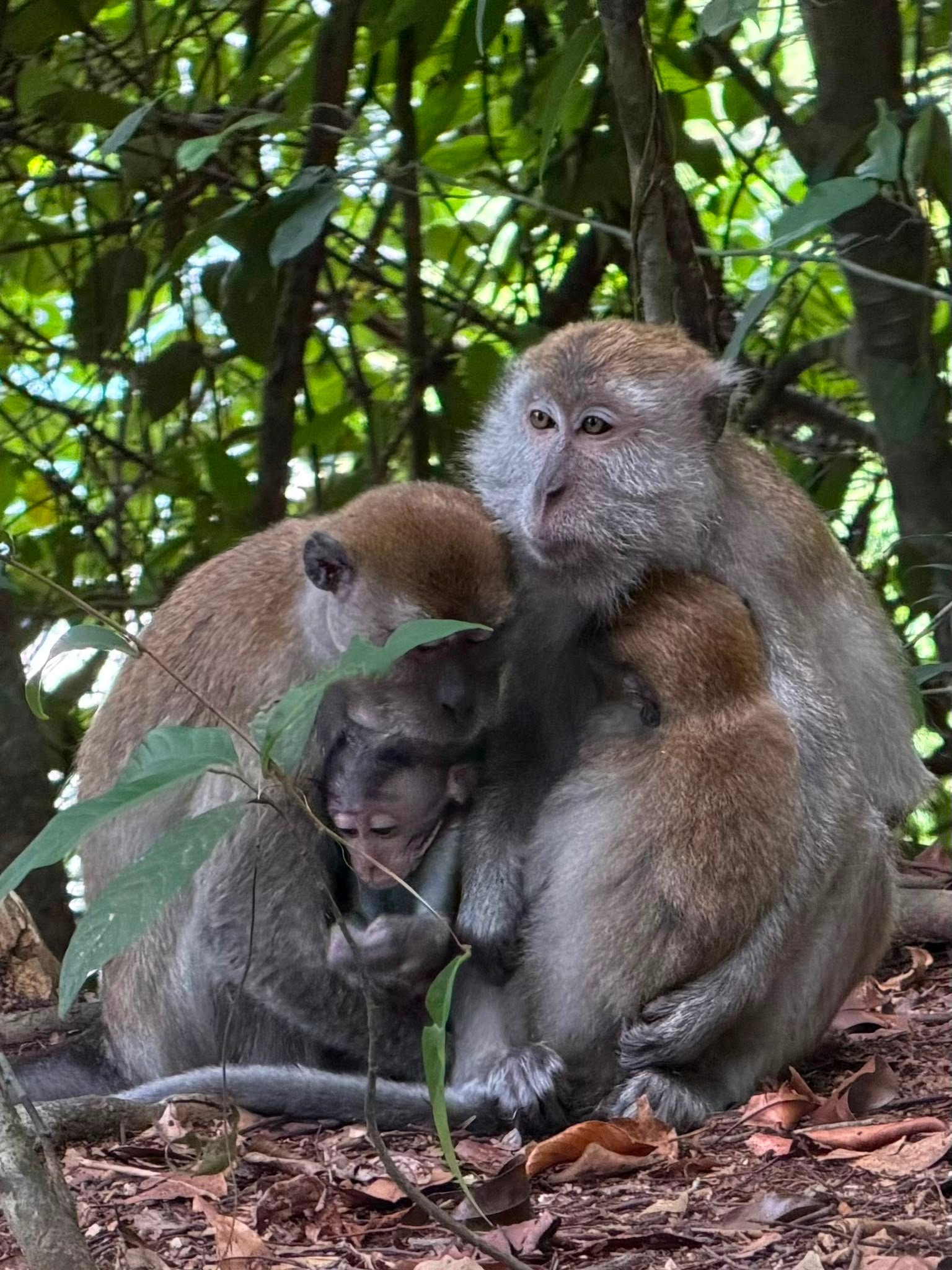 Travelers trekking through the Bukit Lawang rainforest, spotting wild Sumatran orangutans in Gunung Leuser National Park during a 2 Days 1 Night jungle adventure.