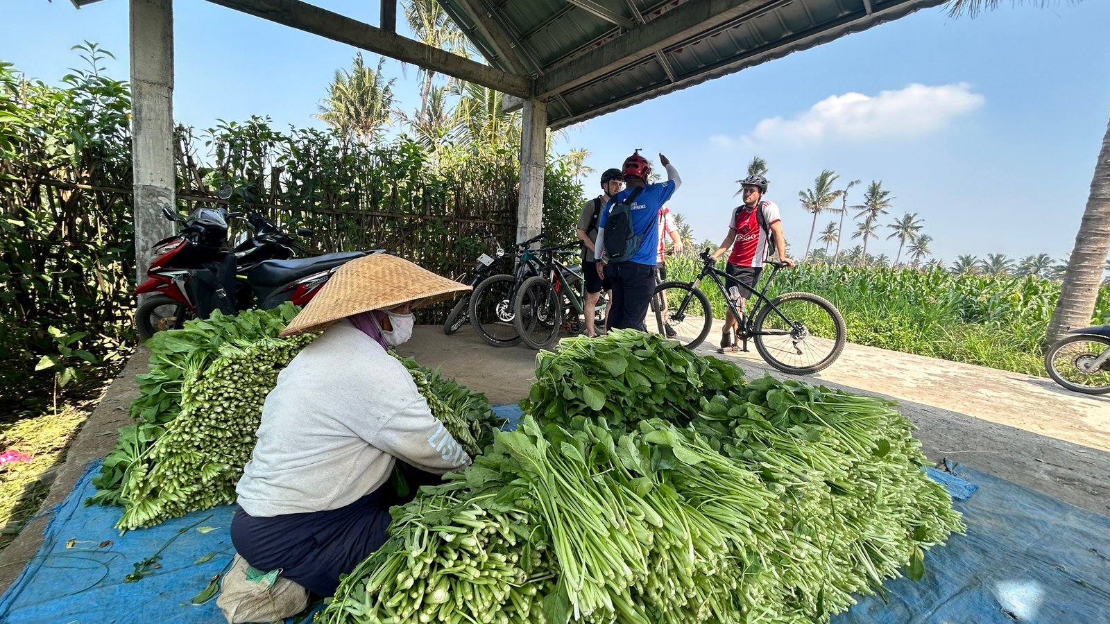 Cycle through Malang's scenic countryside, peaceful villages, lush rice fields, and charming local streets with stunning mountain views.